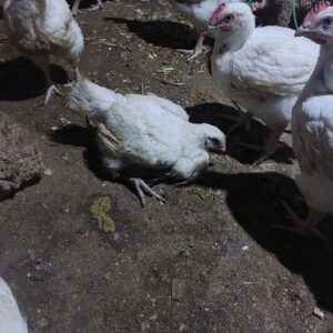chicks